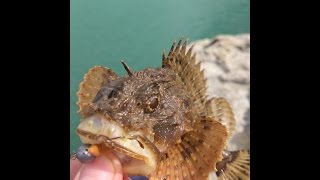 Рокфишинг в Туапсе.  Ближний мол., Rockfishing in Tuapse. The middle pier.