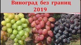 Выставка "Виноград без границ" в Новочеркасске 31 августа 2019 г.