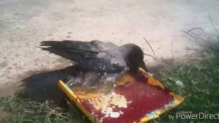 Серая ворона принимает ванну.