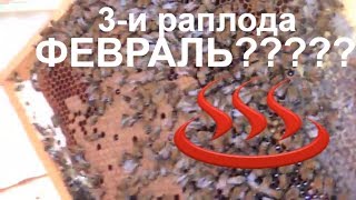 3-и рамки с расплодом  в улье на 12 февраля / пасека 2019