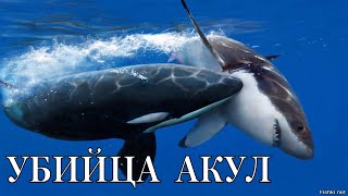 Суперхищник косатка.  документальный фильм Nat Geo .