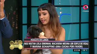 Pocas Pulgas: así rescataron a varios perritos de brutal maltrato
