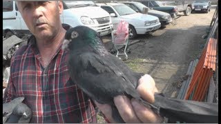 ГОЛУБИ Михаила, Москва (Таджикские ,Узбекские, Бакинские,Иранские,Термезы,Бухарские,Ленинаканские)