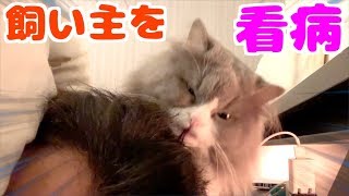 風邪で寝込む飼い主を心配して毛づくろいで看病する優しい猫