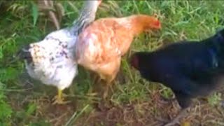 Rooster and hen love