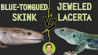 Jeweled Lacerta vs Blue-Tongued Skink - Head To Head