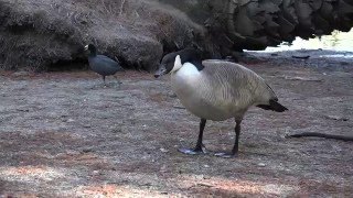 AGGRESSIVE GOOSE ATTACKS: FRIGHTENS YOUNG KIDS 4k