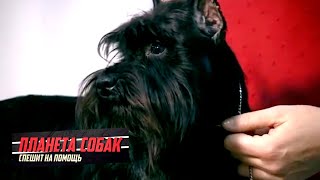 Цвергшнауцер. Планета собак спешит на помощь ? Моя Планета