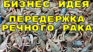 Заработок на передержке речного рака.Бизнес идея.#2