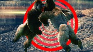 5 ШОКИРУЮЩИХ БИТВ ЖИВОТНЫХ (СНЯТЫХ НА ВИДЕОКАМЕРУ)