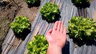 Как в Европе растет листовой САЛАТ Europe Portugal planting lettuce