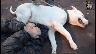 SAHİBİNİN BAYILDIĞINI GÖREN KÖPEĞİN  TEPKİSİ (ŞOK OLUCAKSINIZ)!