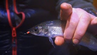 Рыбалка зимой Ловля рипуса