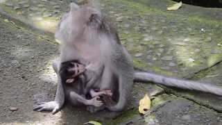 インドネシア（バリ島）　ウブド モンキーフォレスト  Indnesia,Bali,Ubud Monkey Forest,