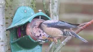 Roze spreeuw, Rosy Starling