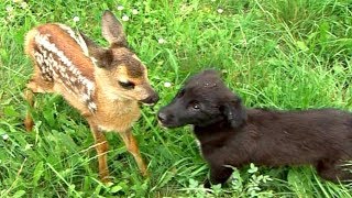 Roe deer baby man rescued - Animal Rescue | Ljudi i životinje