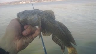 Ловля бычка на Азовском море, МКЛР "Азов-рыболов"