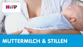Hebammen-Tipps Stillen: Milchstau (HiPP Ratgeber)