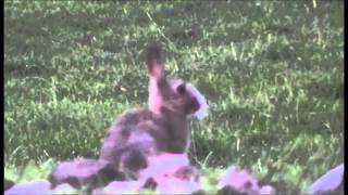 Air Rifle Hunting, Rabbits