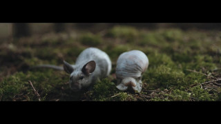 alt-J - In Cold Blood (Official Video)