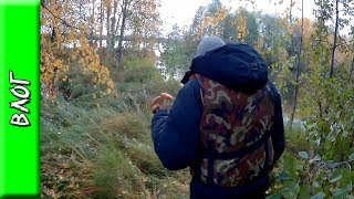 Сбор грибов, мухоморы и зонтики \ Тихая охота по грибы в лесу на островах