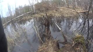 Охота на бобра с PCP пневматикой. Beaver Hunting With Air Rifle (+/- 27 м, 24 kg)