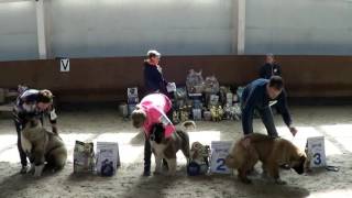 КАВКАЗСКИЕ ОВЧАРКИ, 15.04. 2017 ВЫСТАВКА ПК. СУКИ БЭБИ. www.r-risk.ru +79262205603 ТАТЬЯНА