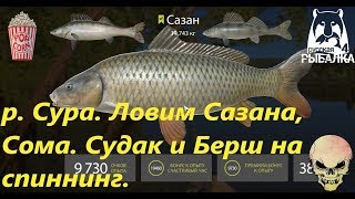 Русская рыбалка 4. р. Сура. Точка для фарма Сазана,Сома. Так же ловим на спиннинг.
