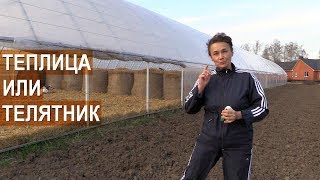Теплица для телят? Семейная ферма КФХ Герефорд