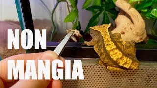 PERCHE' il mio Geco Ciliatus NON MANGIA?