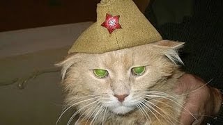 Поздравление с 23 февраля !  Смешные кошки .