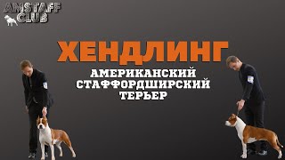 Стаффордширский терьер Багира, хендлинг.Training Staffordshire Terrier Bagira to a dog show.