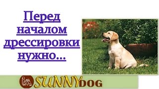 Перед началом дрессировки важно  подготовится к ней...Подготовка к послушанию (окд)