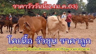 ราคาวัววันนี้(24ม.ค.63)โคเนื้อ วัวขุน ราคาถูก ตลาดโคกระบือ บ้านโคกสีทองหลาง จ.มหาสารคาม