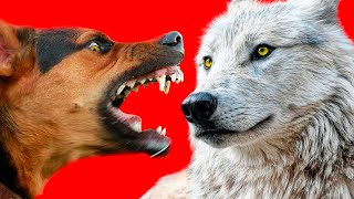 ВОЛК ПРОТИВ ДОБЕРМАНА. СМЕРТЕЛЬНАЯ БИТВА.  КТО СИЛЬНЕЕ?