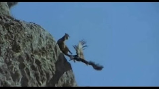 Kartalın Dağ Keçisi Avı Eagle Attack  Mountain Goat  2016