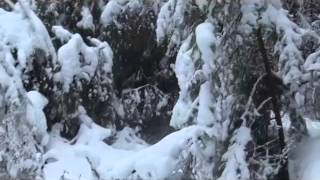 Охота на рысь в Кировской области