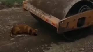 ЖЕСТЬ. Собака попала под каток. Слабонервным не смотреть