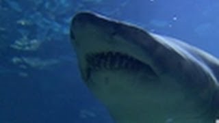 Heather Gets Payback | Tanked!