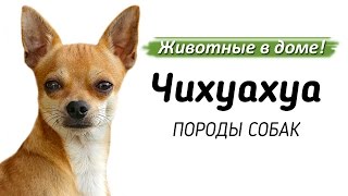 Чихуахуа - породы собак.