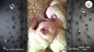 Щенки Бишона Фризе.  Bichon Frise puppies.