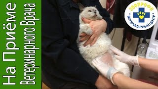 Осмотр и УЗИ Кошки Воспаление Культи Матки
