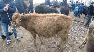 Молбозор БУКАЧАХОИ БАРОИ БИЗНЕС кафо намоний 25 января 2020 г.