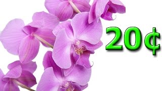 Фаленопсис семена орхидеи бабочка из Китая с AliExpress