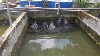 Tập 47...Mực nước thích hợp để NUÔI LƯƠN THƯƠNG PHẨM (Eel farming techniques).