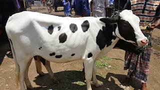 542।Holstein Friesian cow | Interview with Holstein Friesian cow owner