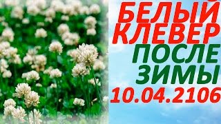 Мой белый клевер 10 апреля 2016  плохо  перезимовал, смотрите! Белый клевер против Майского жука