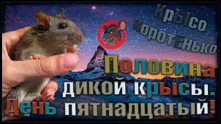 Половина дикой крысы. Пасючонок Лави. День пятнадцатый! (Wild Rats | Дикие Крысы)