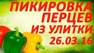 Пикировка рассады перца из улитки 26 03  2016  Исполняется впервые!