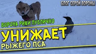 Ворона издевается над собакой.  Ворона унижает собаку на камеру